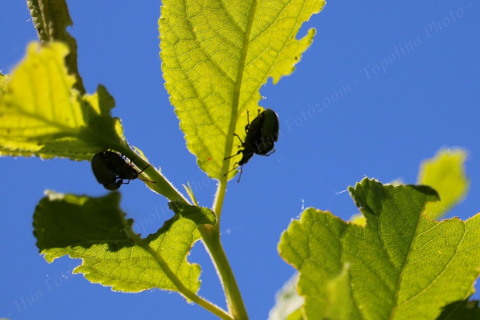 Phyllobius betulinus - változékony levélormányos