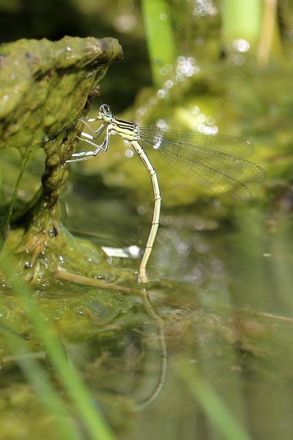 Platycnemis pennipes - széleslábú szitakötő