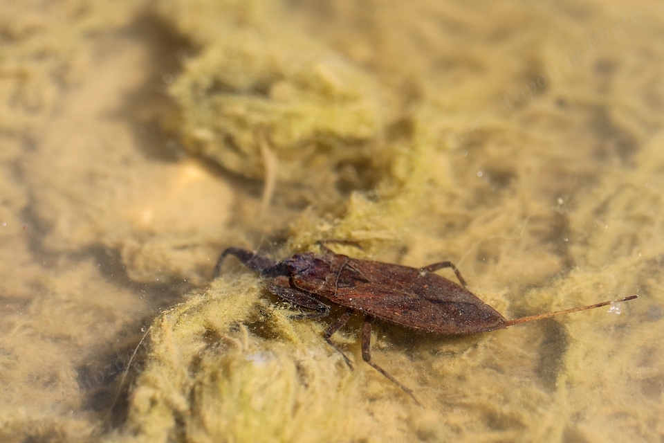 Nepa cinerea - víziskorpió