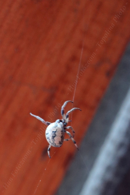 Larinioides cornutus - nádi keresztespók