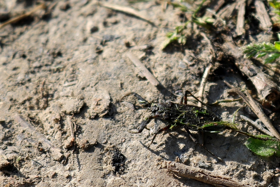 Nepa cinerea - víziskorpió