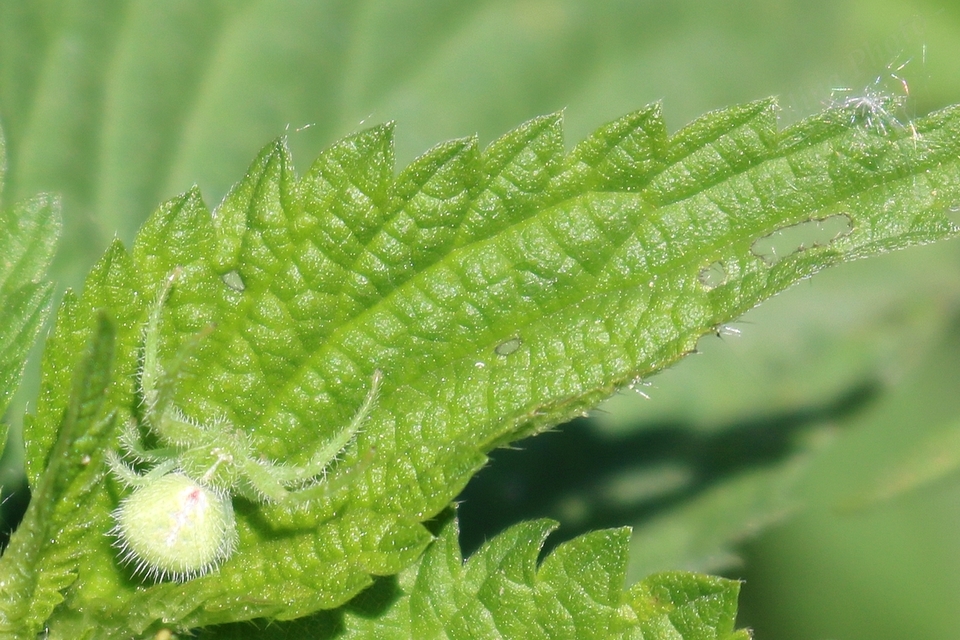 Heriaeus