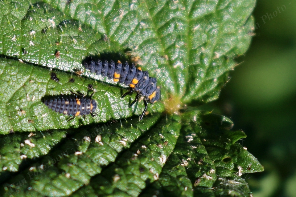 Coccinella septempunctata - hétpettyes katica