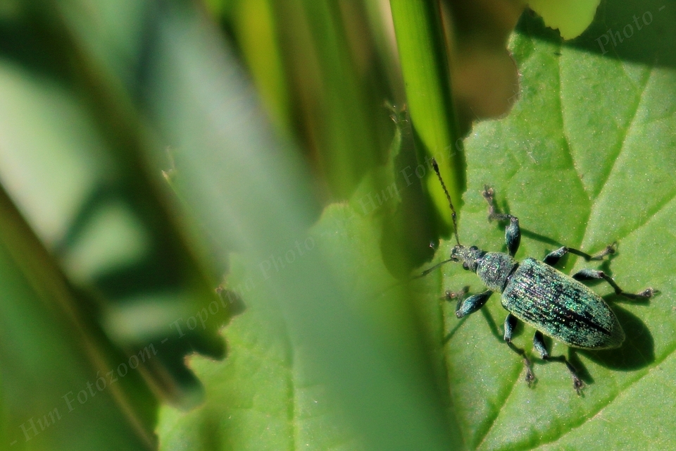 Phyllobius