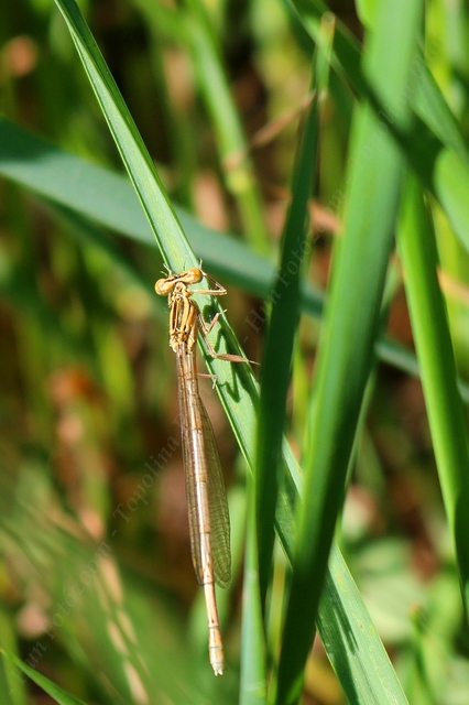 Platycnemis pennipes - széleslábú szitakötő
