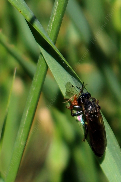 Dioctria atricapilla