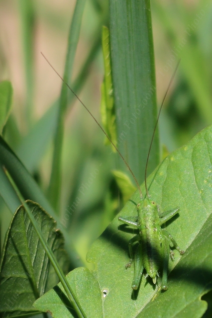Tettigonia