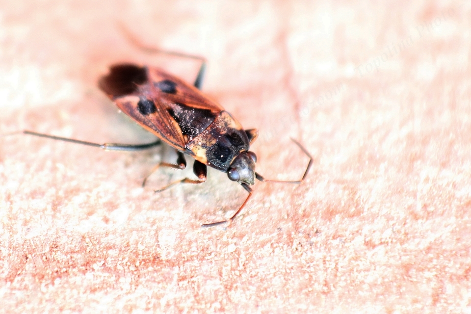 Rhyparochromus vulgaris - közönséges díszesbodobács