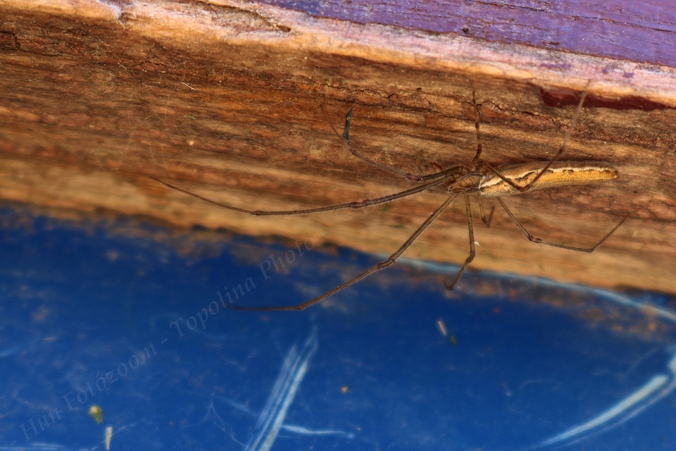 Tetragnatha