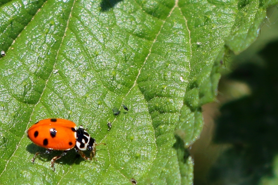 Hippodamia variegata - tizenhárompettyes katica