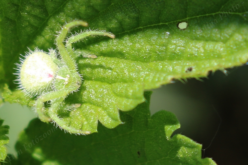 Heriaeus
