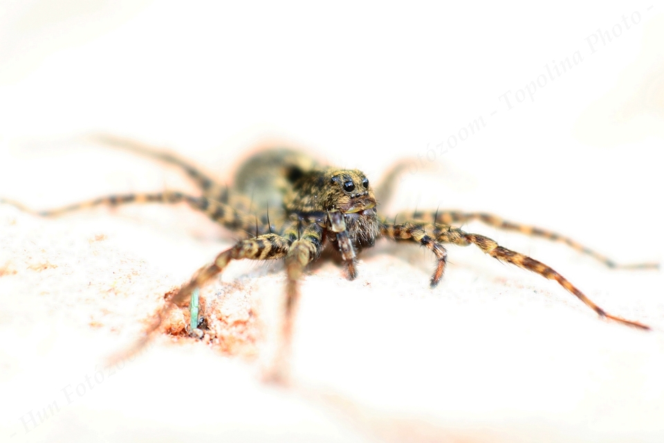 Pardosa