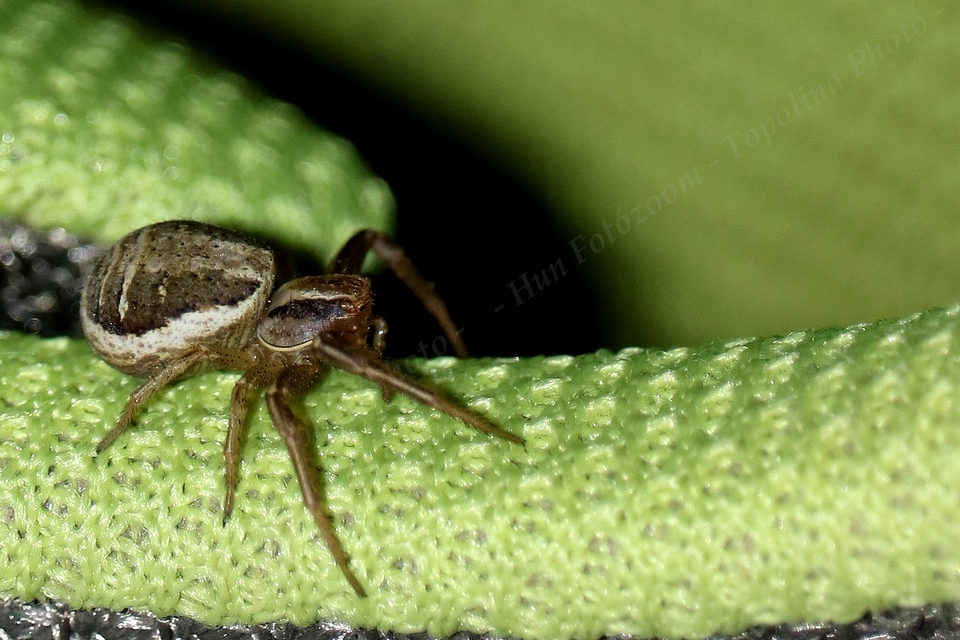 Xysticus ulmi - cserje-karolópók