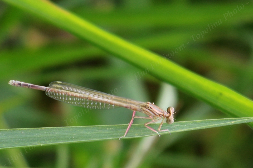 Platycnemis pennipes - széleslábú szitakötő