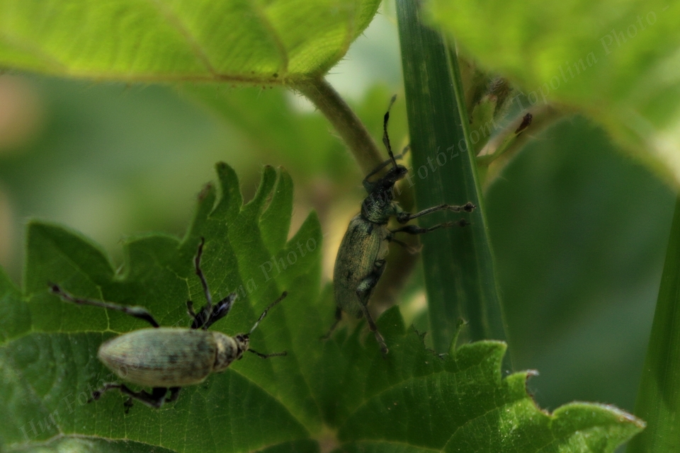 Phyllobius pomaceus - csalán-levélormányos