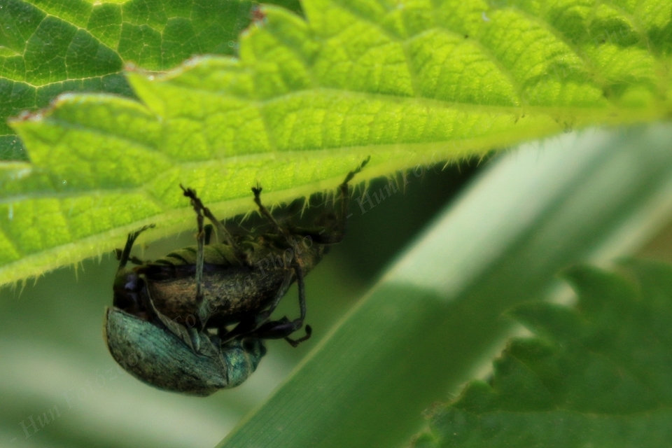 Phyllobius