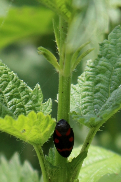 Cercopis arcuata/sanguinolenta