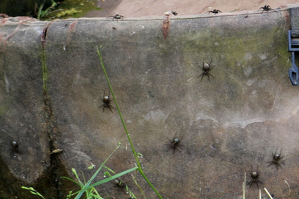 Pardosa