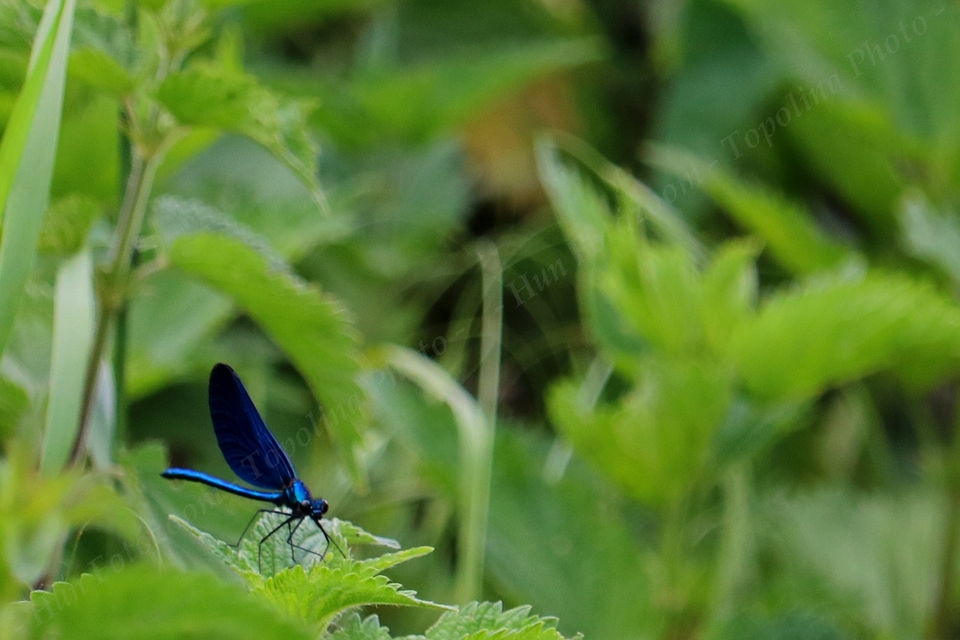 Calopteryx virgo - kisasszony-szitakötő