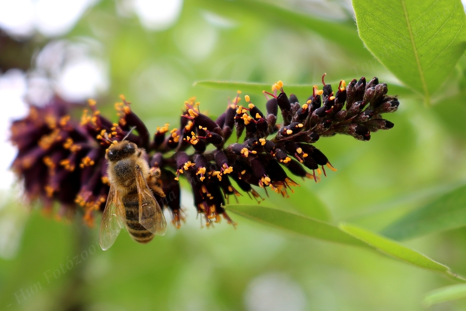 Apis mellifera - háziméh