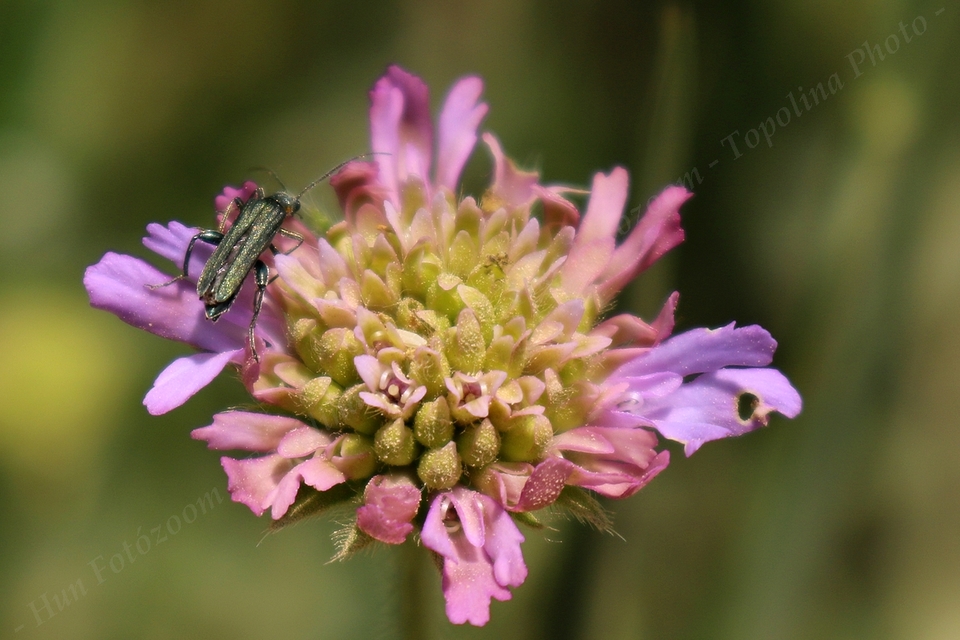 Oedemera