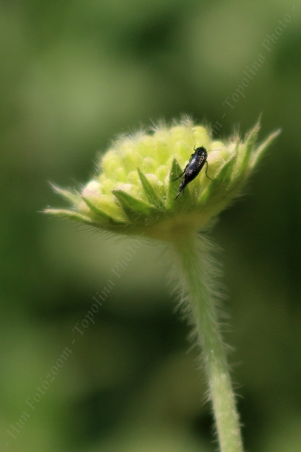 Mordellidae - marókafélék