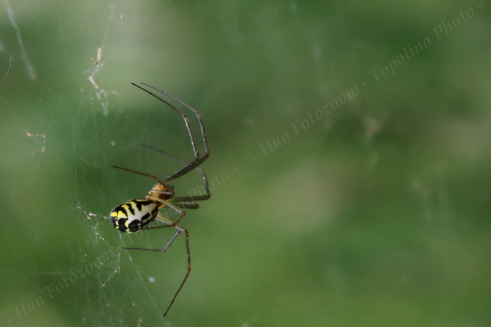 Linyphiidae - vitorláspókok