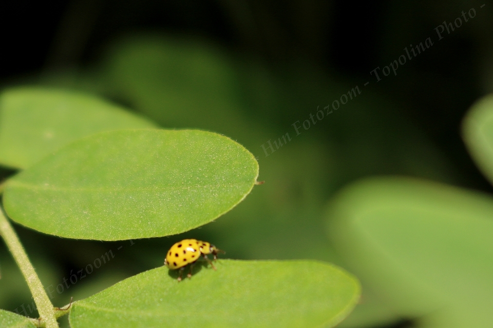 Psyllobora vigintiduopunctata - huszonkétpettyes katica