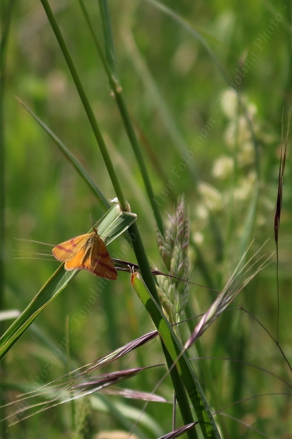Lythria purpuraria - bíborsávos araszoló