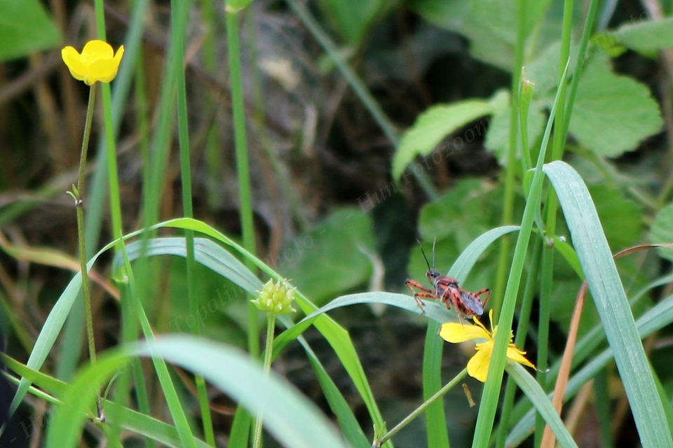 Rhynocoris iracundus - közönséges gyilkospoloska