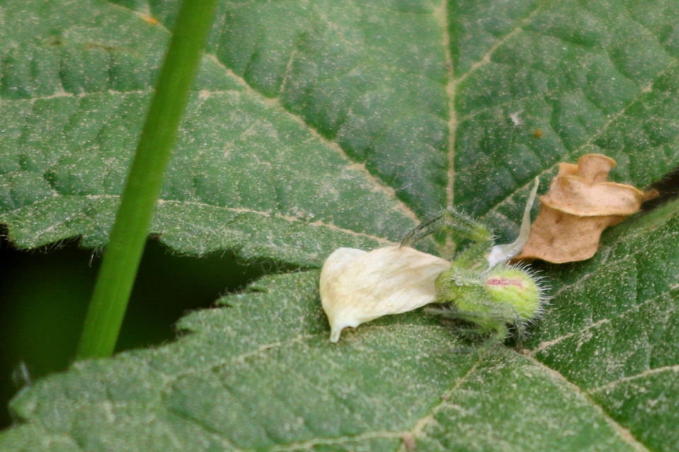 Heriaeus
