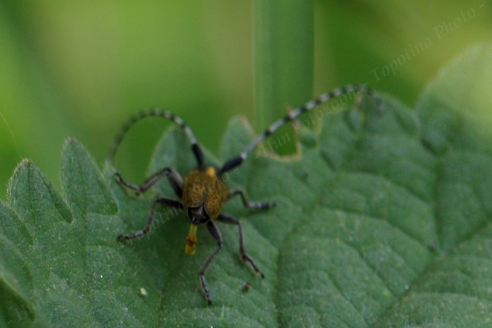 Agapanthia villosoviridescens - fehérgyűrűs bogáncscincér