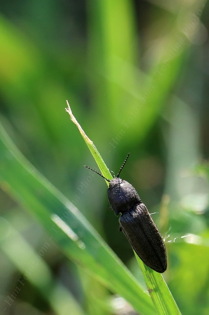 Cidnopus pilosus - szőrös pattanó