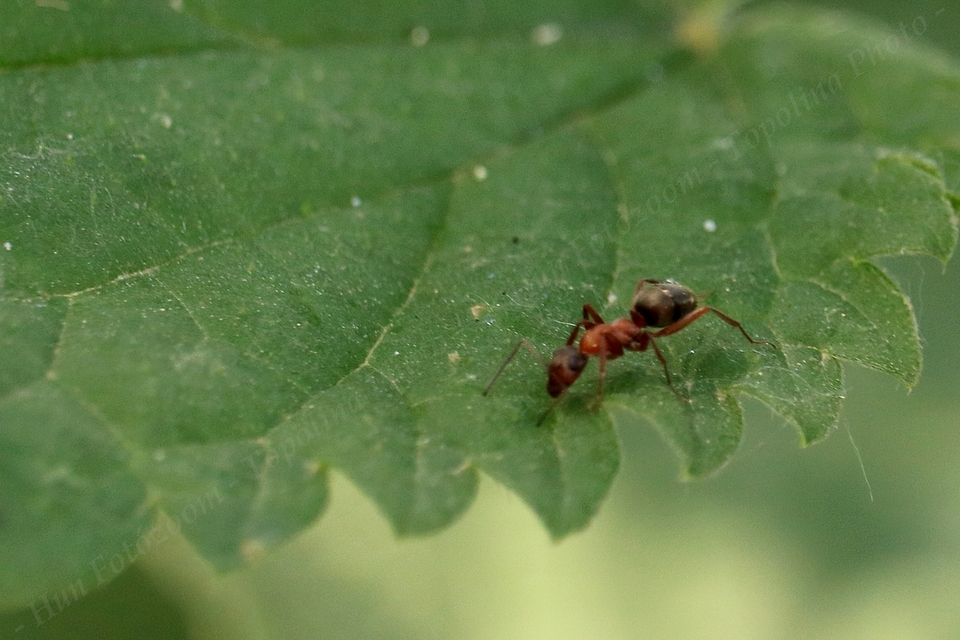 Formica clara - pusztai rabszolgahangya