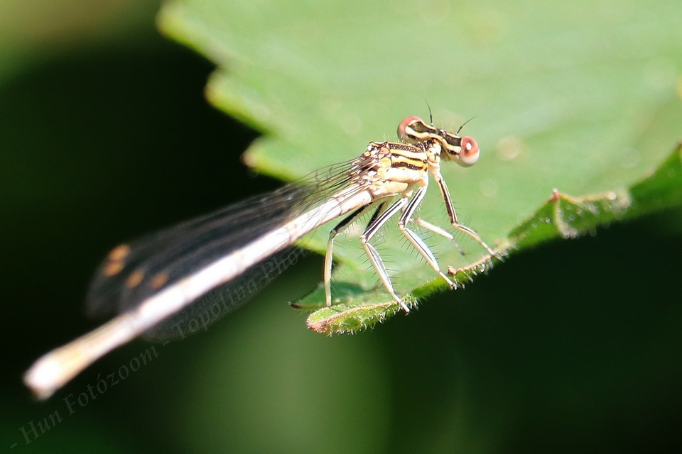 Platycnemis pennipes - széleslábú szitakötő