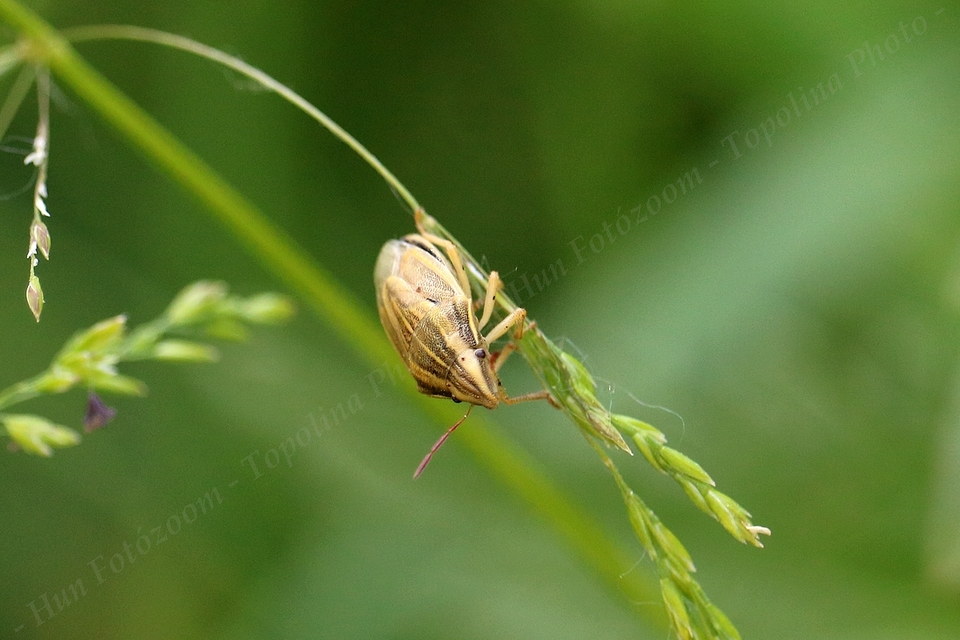 Aelia acuminata - közönséges szipolypoloska Aelia acuminata - közönséges szipolypoloska