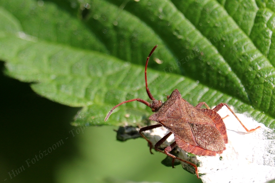 Coreus marginatus - közönséges karimáspoloska