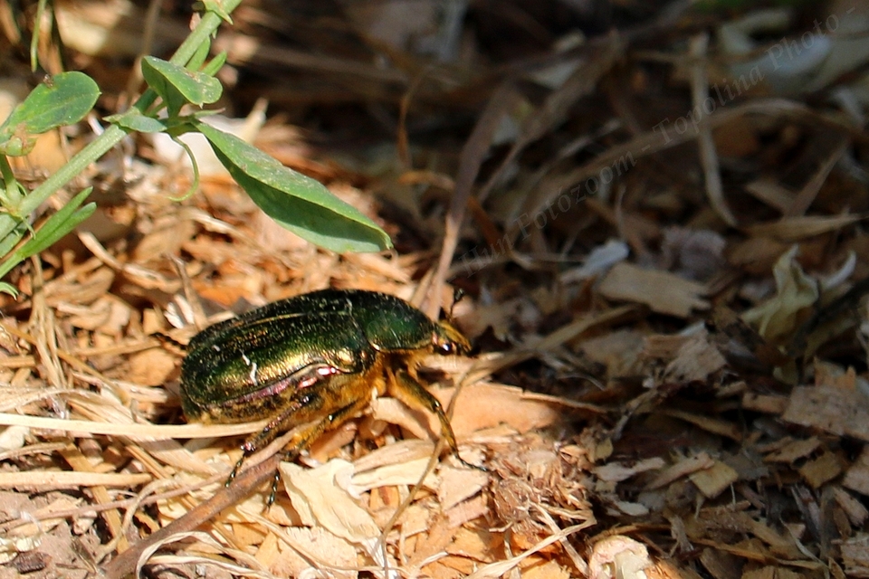 Cetonia aurata - aranyos virágbogár
