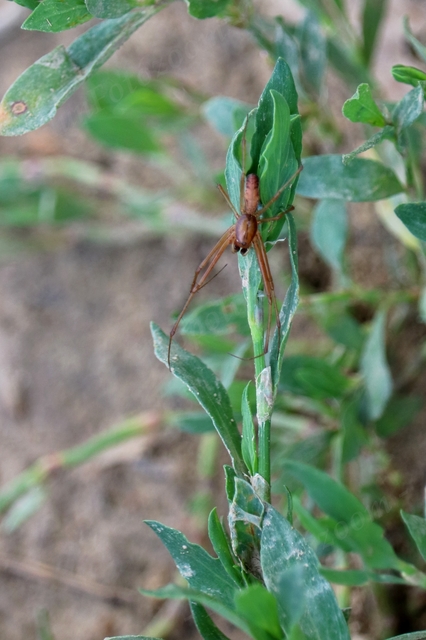 Linyphia triangularis - háromszöges vitorláspók