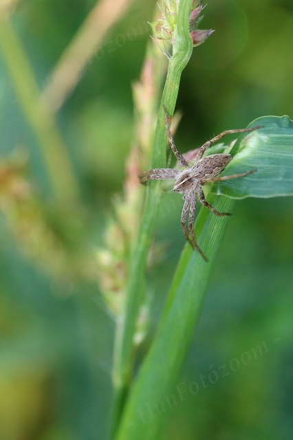 Pisaura mirabilis - csodáspók