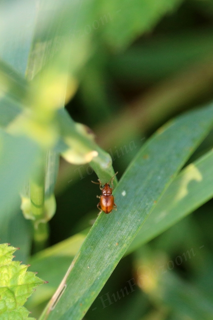 Neocrepidodera