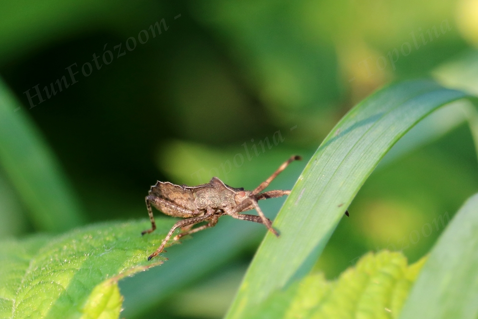 Coreus marginatus - közönséges karimáspoloska