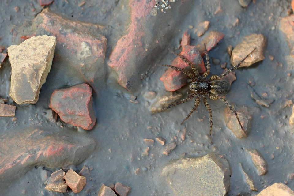 Pardosa