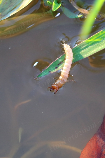 Hydrophilidae - csiborfélék