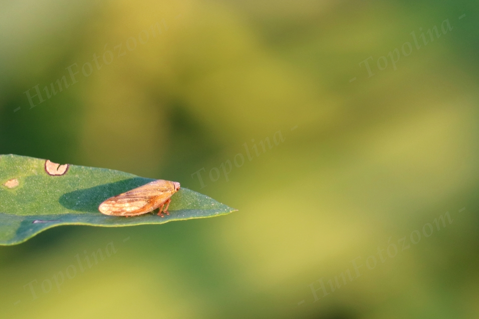 Aphrophoridae