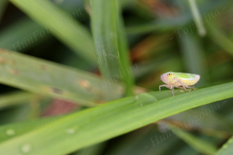 Cicadella viridis - méregzöld kabóca