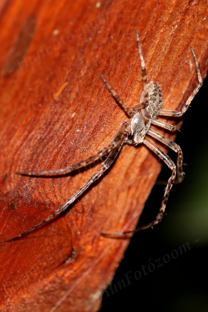 Larinioides ixobolus - ereszalji keresztespók