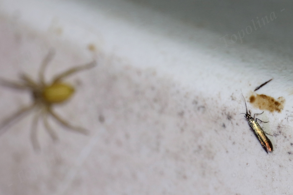 Coleophora trifolii - somkóró-zsákosmoly