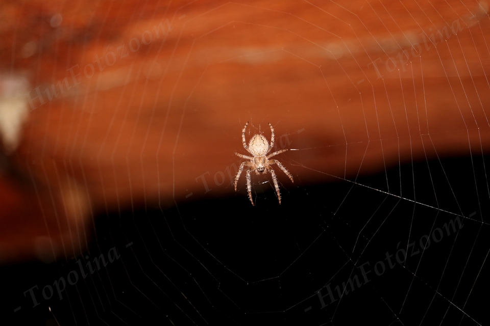 Larinioides