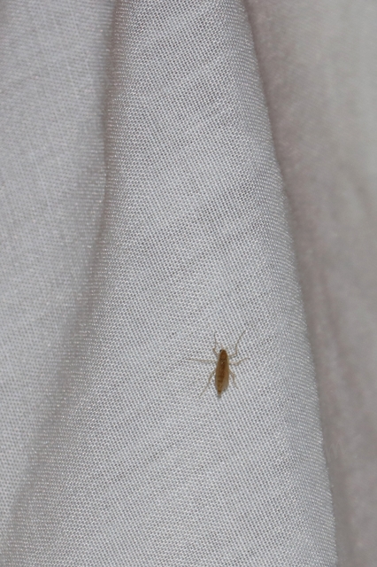 Chironomidae - árvaszúnyogok